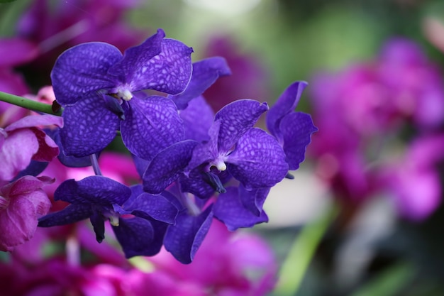 Purple Orchids are blooming in the flower garden.