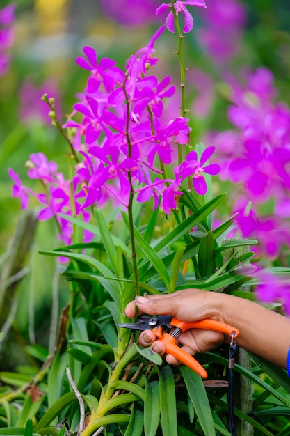 Purple orchids are cut in the garden