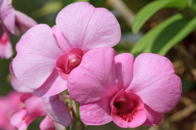 Purple orchids blooming in the garden