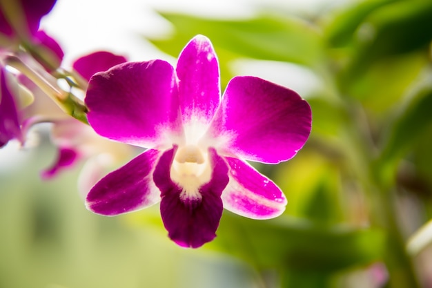 Purple orchids on branch with  green leaves.