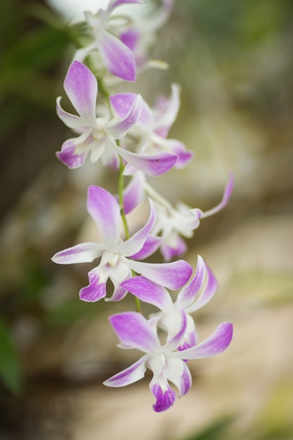 Purple orchids close up