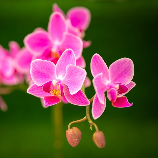 紫色の蘭の花をクローズアップ