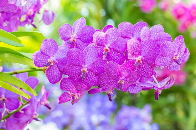 Purple orchids, Vanda