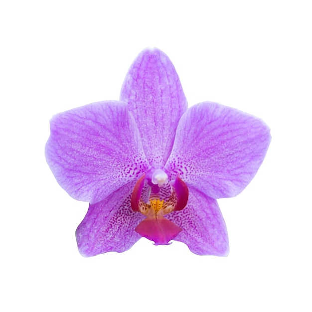 Фиолетовые орхидеи в диком тропическом лесу. Красивые весенние цветы с мягким зеленым фоном