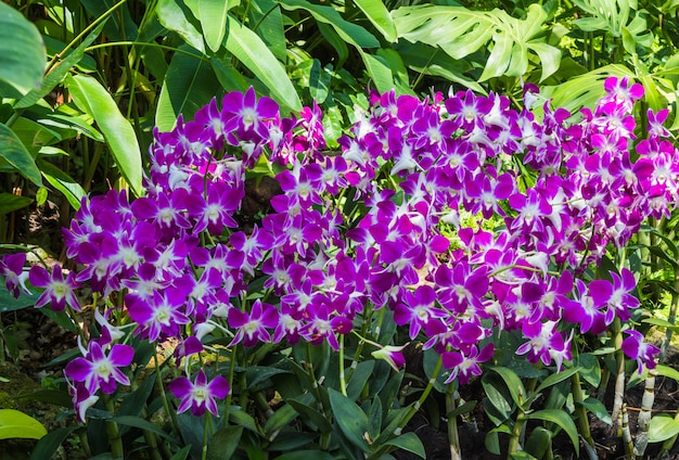  purple  orchids with tropical plants 