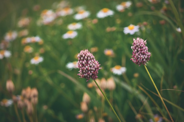 purple original flower in a meadow among green grasses in closeup