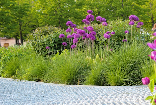 purple ornamental onion flowers with selective focus in a city park