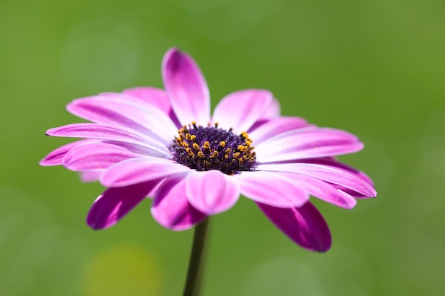 Purple Osteospermum african daisy