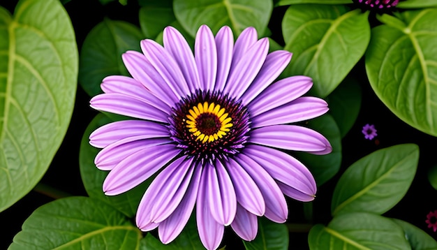 Purple osteospermum daisy flower