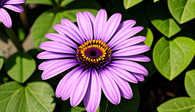 Purple osteospermum daisy flower