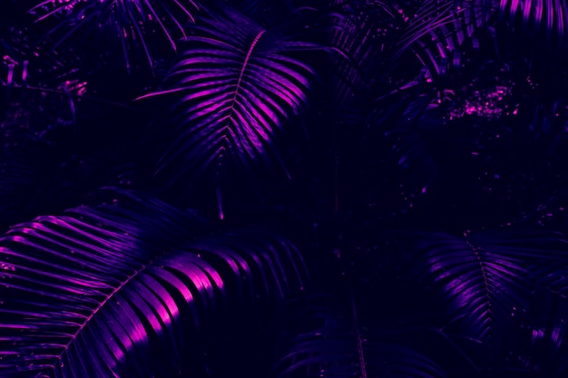 Photo purple palm leaf and dark nature background