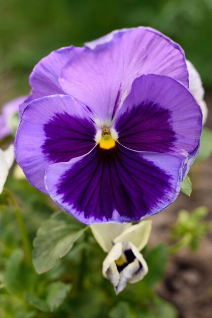 Foto fiori viola in giardino in estate