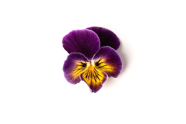 Purple pansy isolated on white