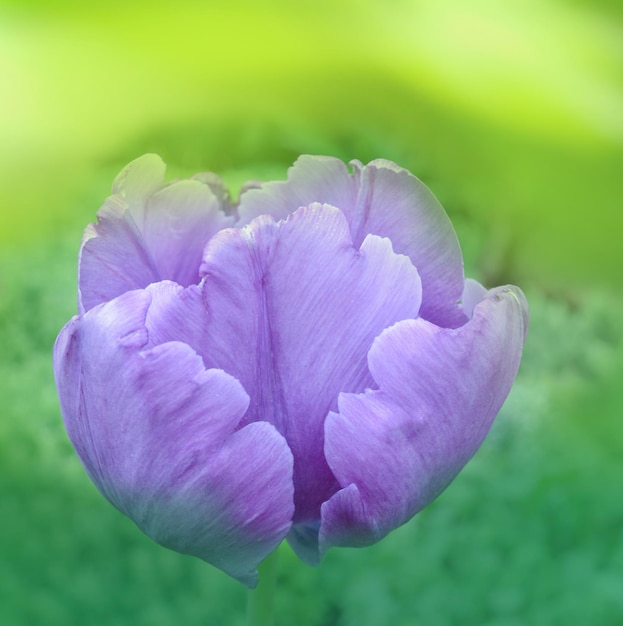 Purple parrot tulip