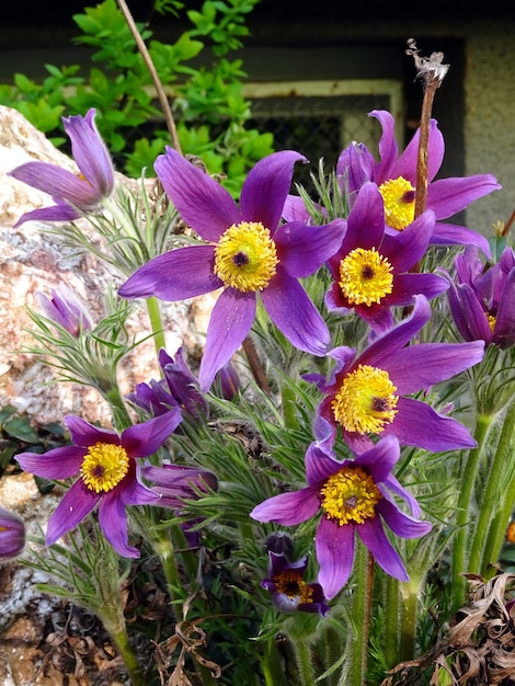 Purple pasque flowers (Pulsatilla vulgaris)