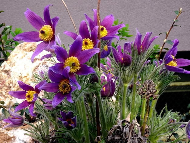 紫色のオキナグサの花 (Pulsatilla vulgaris)