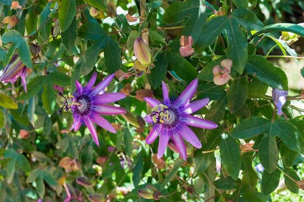 자주색 열정 꽃 또는 Passiflora