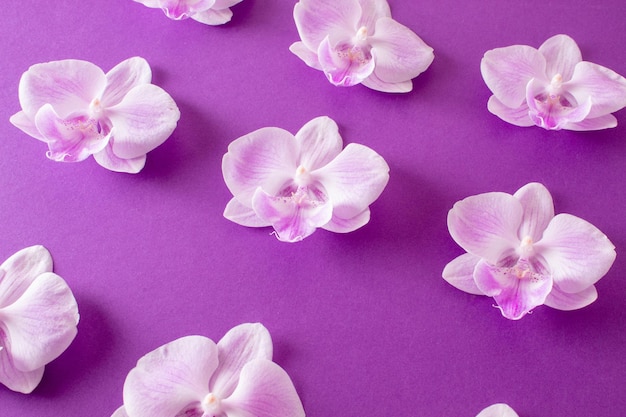 사진 오키디 꽃으로 만든 보라색 패턴 여성의 날 컨셉의 패턴 현대적인 미니멀 평평한 레이