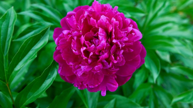 Purple peony flower in the garden.