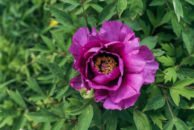 紫色の牡丹の花シャクヤクまたは一般的な庭の牡丹美しい紫色の牡丹が成長しています
