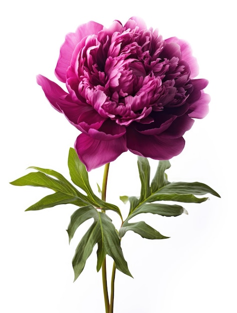 Purple peony flower on white background