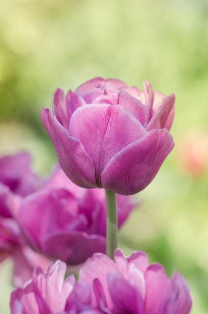 Purple peony in the garden