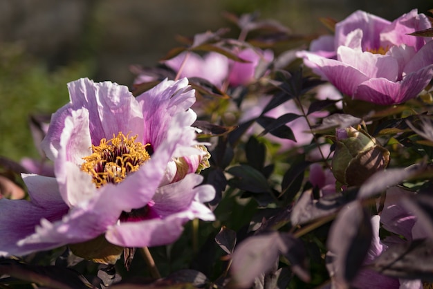 Foto peonia viola su sfondo verde