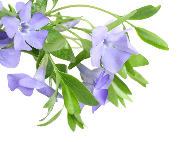 Foto pervinca viola isolata su bianco