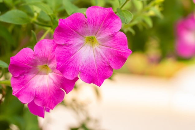 紫のペチュニアの花をクローズアップ