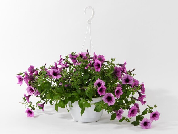 Purple petunia in flowerpot isolated on white