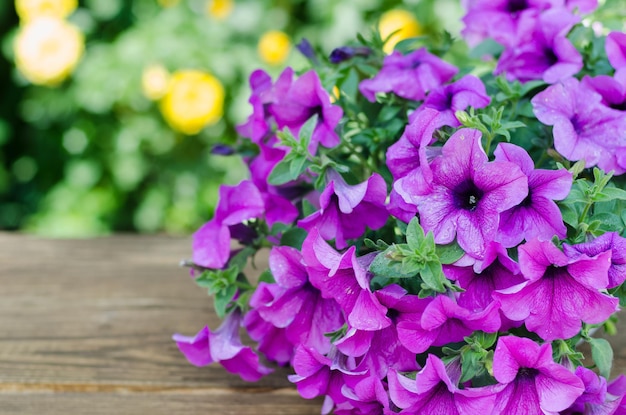 Purple petunia in flowerpot on wooden table on nature background