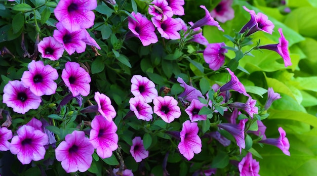 Purple petunia flowers in the garden, macrophoto wide banner