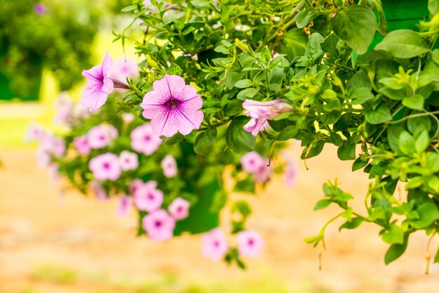 屋外の庭に紫のペチュニアの花