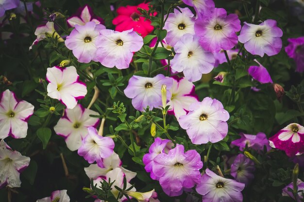 фиолетовые цветы петунии в саду в весеннее время