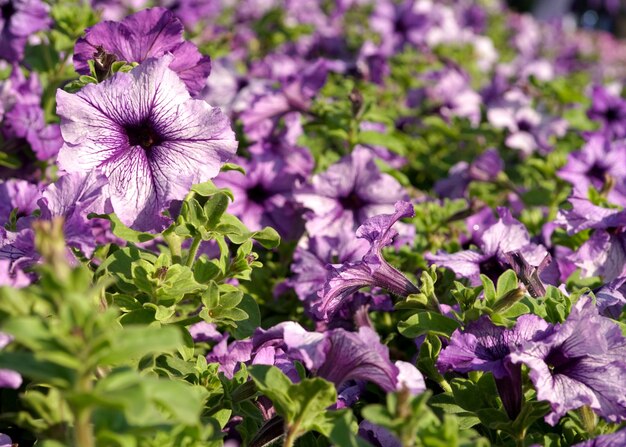 紫のペチュニア植物の花畑