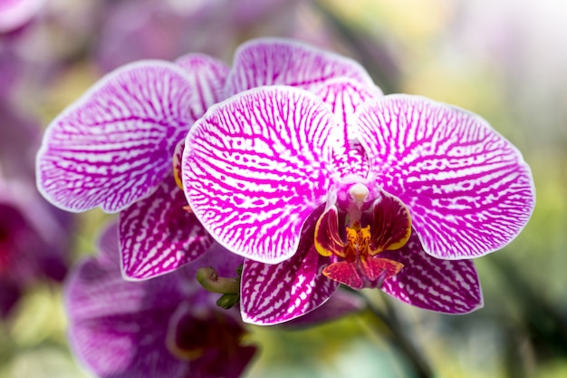 Purple phalaenopsis orchid flower