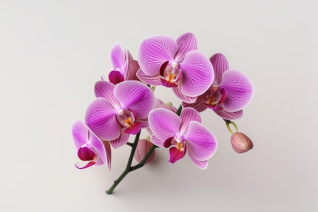 Фиолетовая орхидея фаленопсис на белом фоне Generative AI