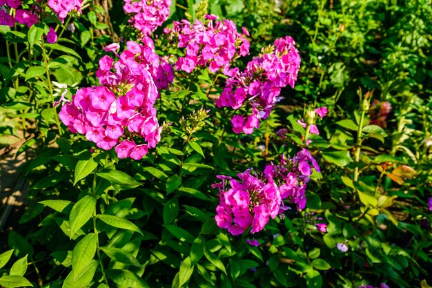 Purple phlox flowers on flowerbed at summer