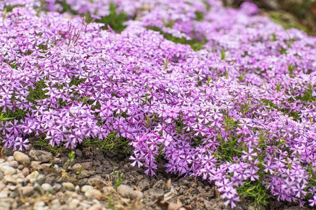 写真 春に庭に紫の花が ⁇ きます