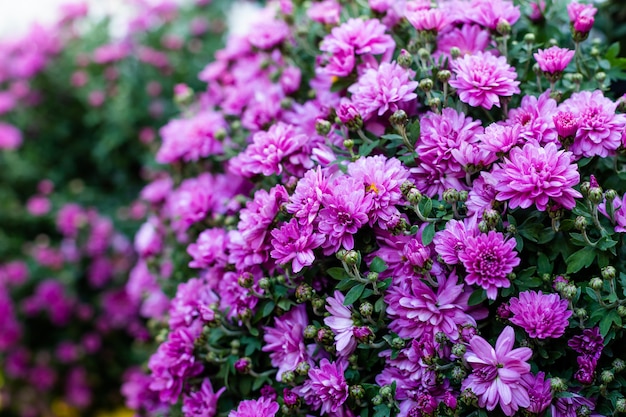 Purple and pink chrysanthemums flowers.