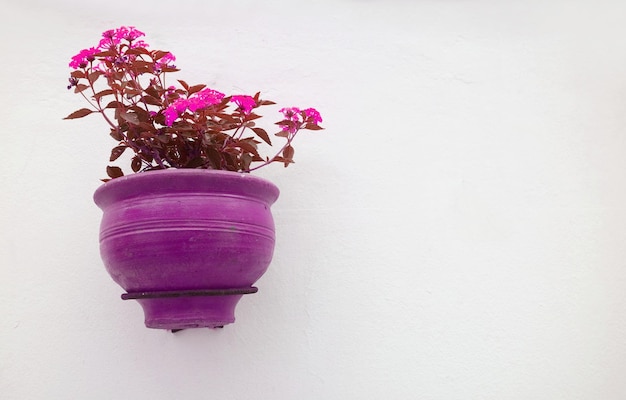 Purple and Pink Color Tone of Lantana Camara in Flowerpot Hanging on White Concrete Wall