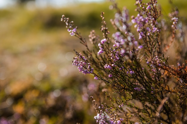 Purple pink common heather (Calluna vulgaris). Landscape plant heather. Colorful traditional October european flower. selective focus