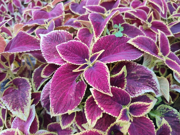 Photo purple and pink flowers with a green leaf.