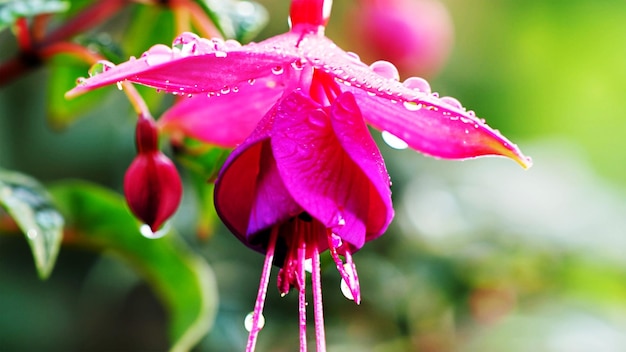Purple and pink fuchsia flowers for spring summer