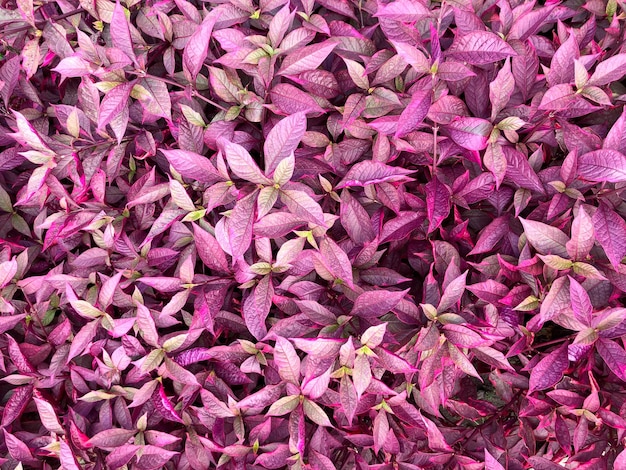 Purple and pink leaves background Penicilina Alternanthera brasiliana