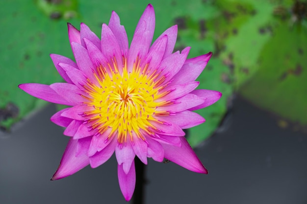 Purple or pink lotus flowers blooming in the lotus basin