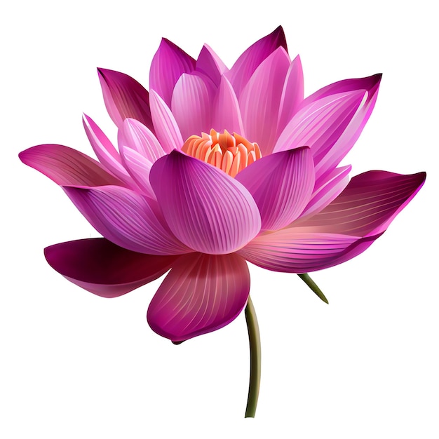 Purple pink lotus isolated, white background