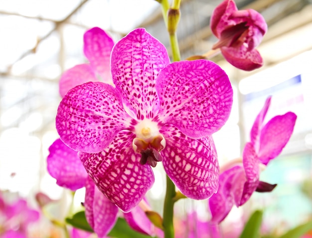 Purple pink orchid in a Garden