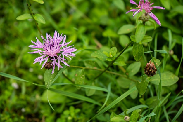 Purple pink Stokes Aster Stokesia laevis flower