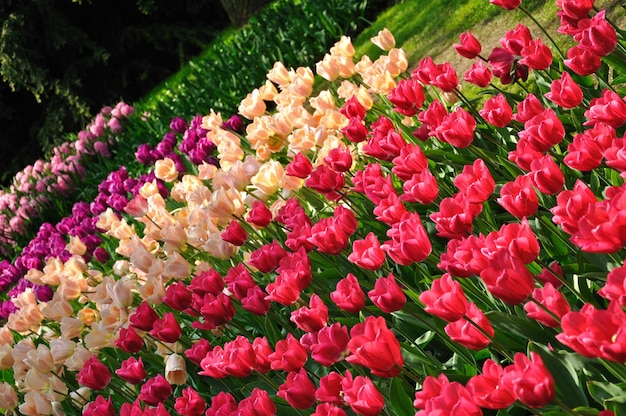 Фиолетовые розовые и белые тюльпаны в парке Кёкенхоф в Голландии